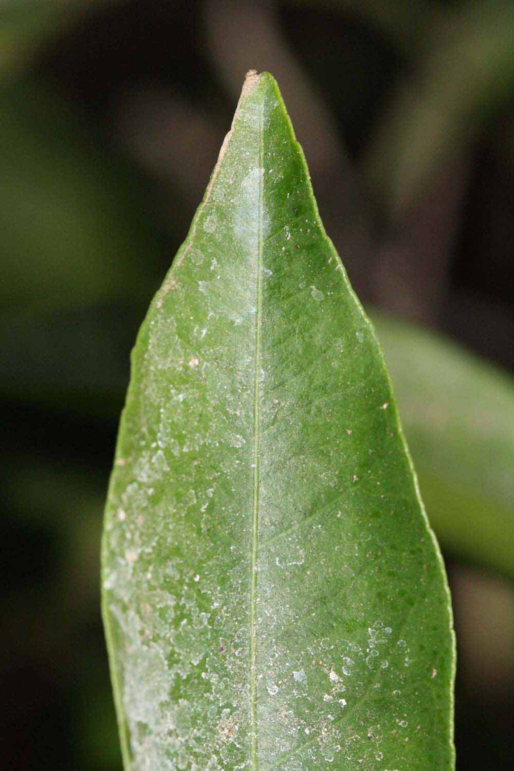              Margin (Riverside, CA)       